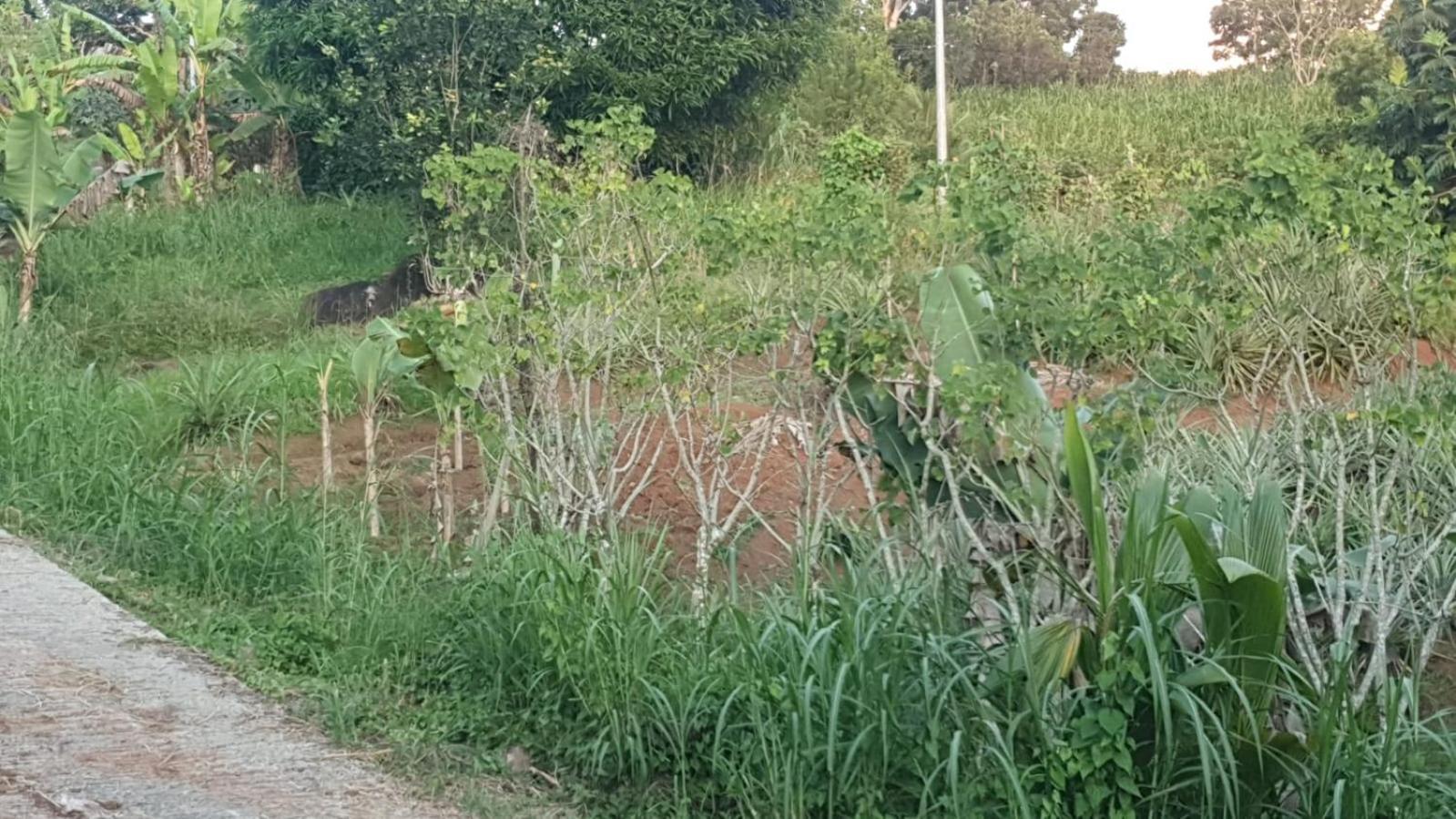Villa Les Mahoganys Riviere-Salee Exteriör bild